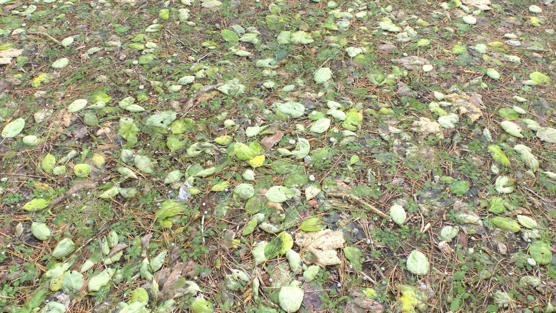 Forest ground PBR Pack 10 Texture_17