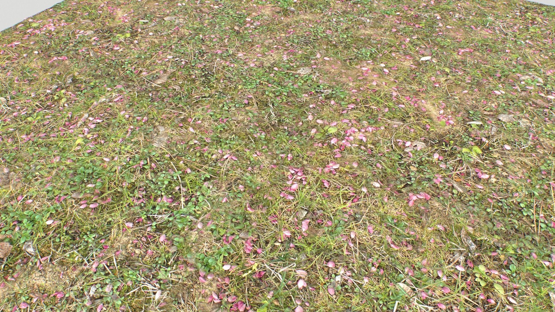 Forest ground PBR Pack 10 Texture_16