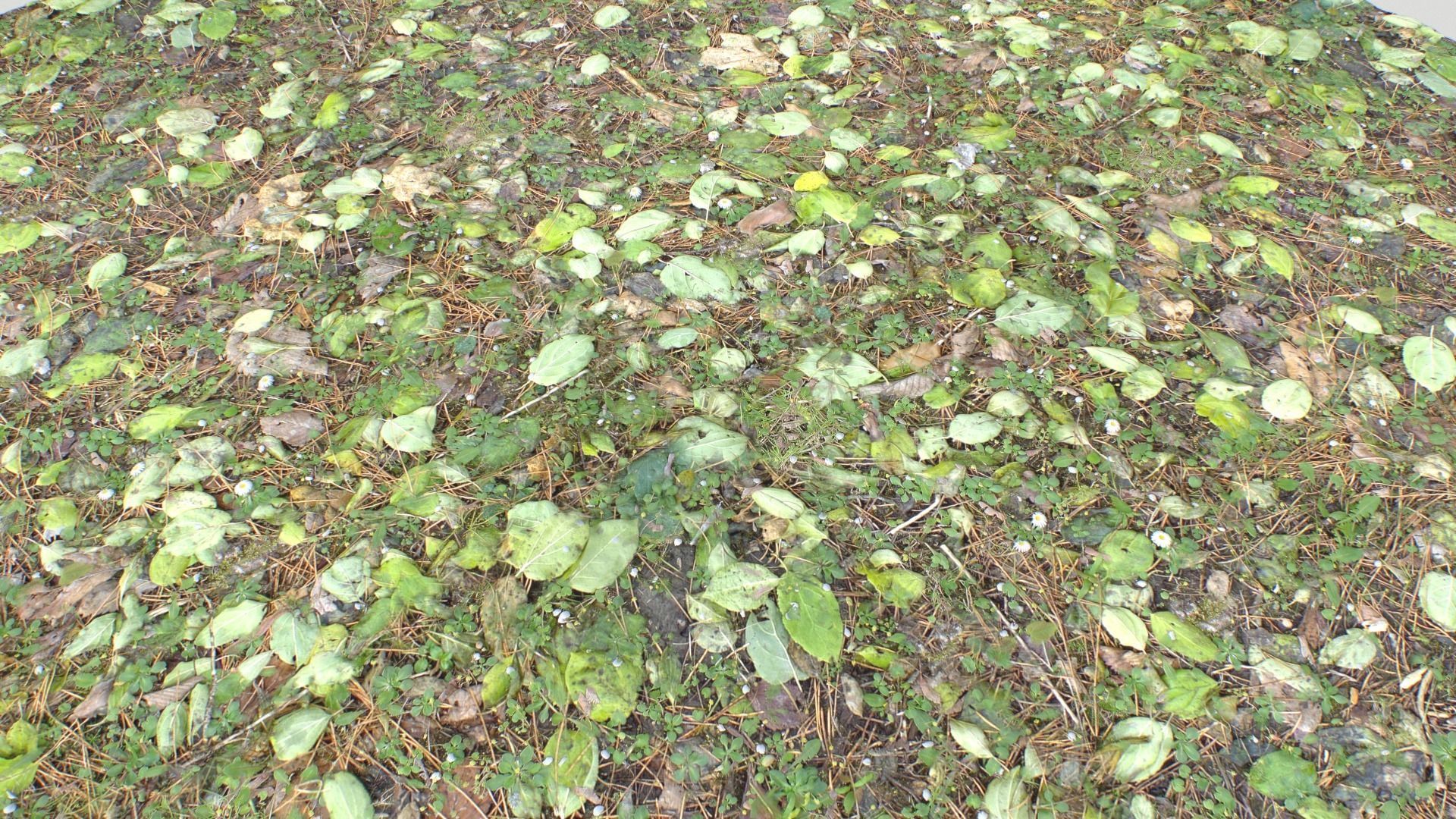 Forest ground PBR Pack 10 Texture_20