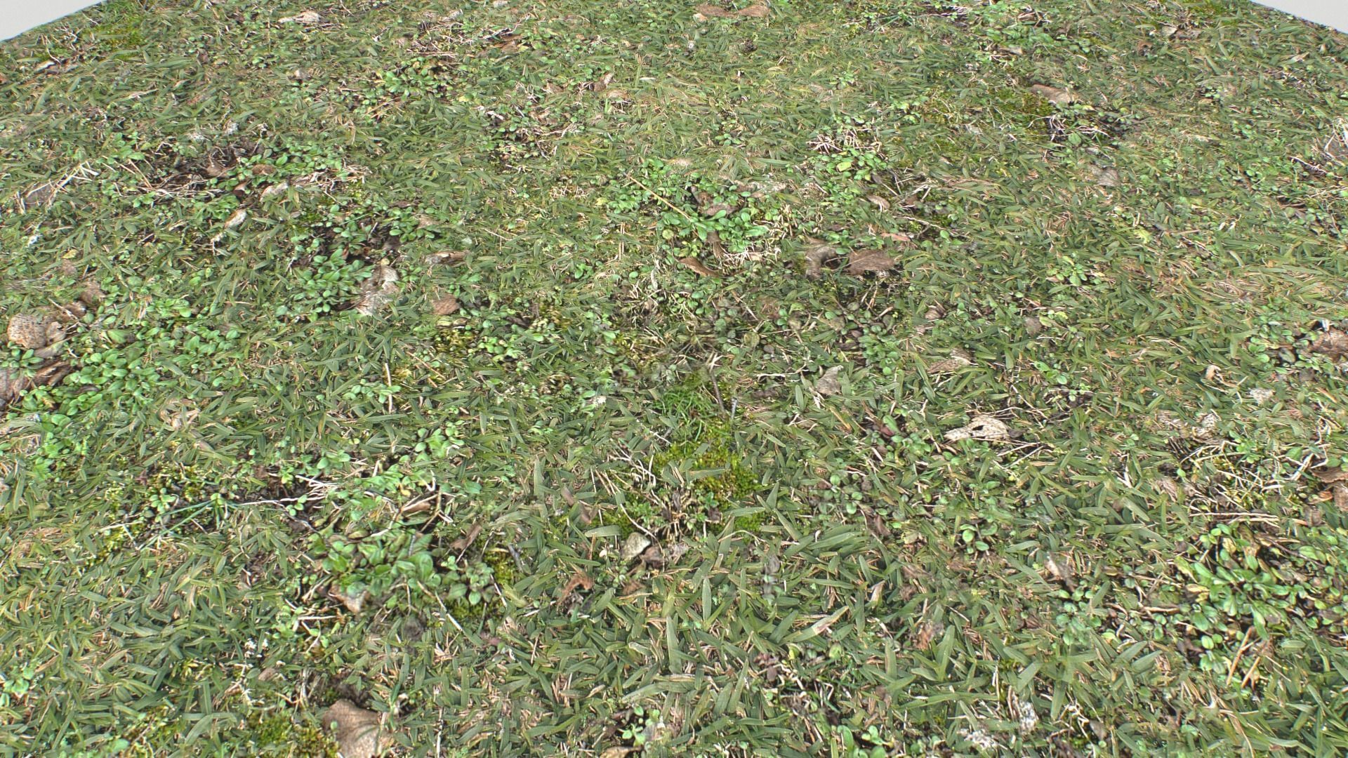 Forest ground PBR Pack 10 Texture_12