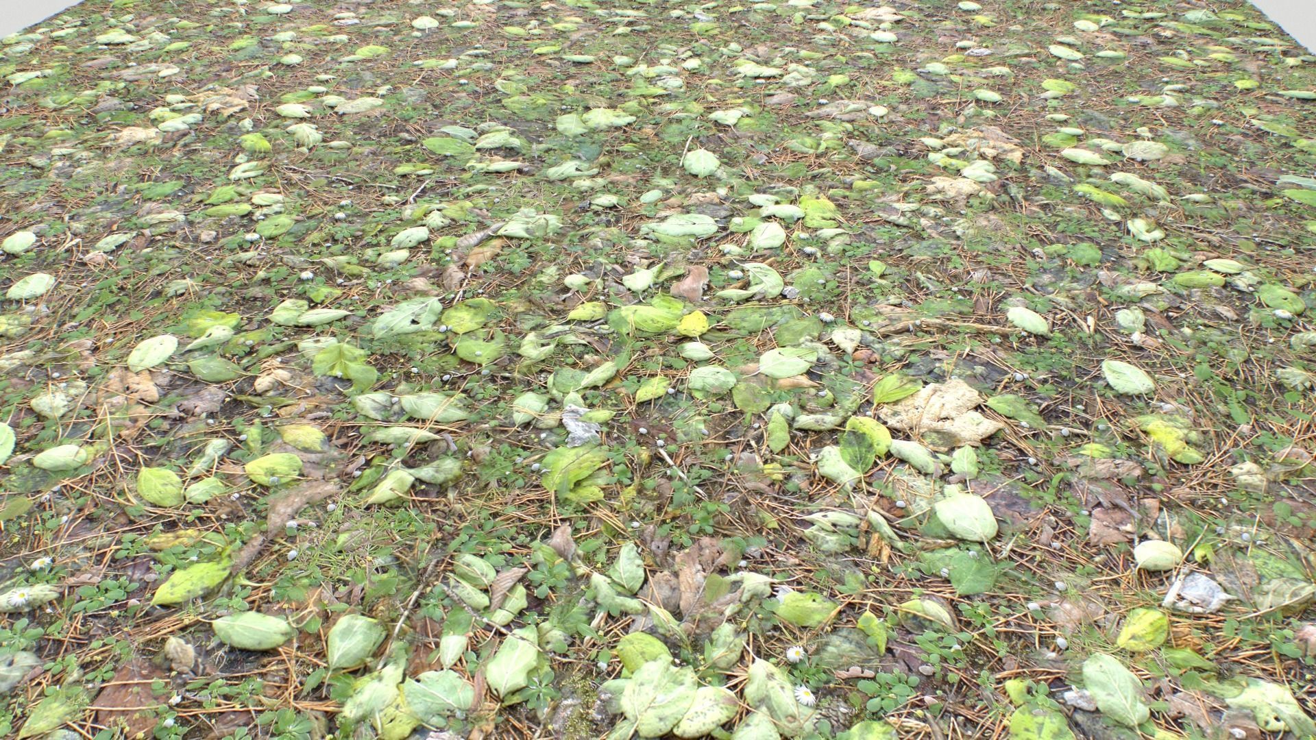 Forest ground PBR Pack 10 Texture_18