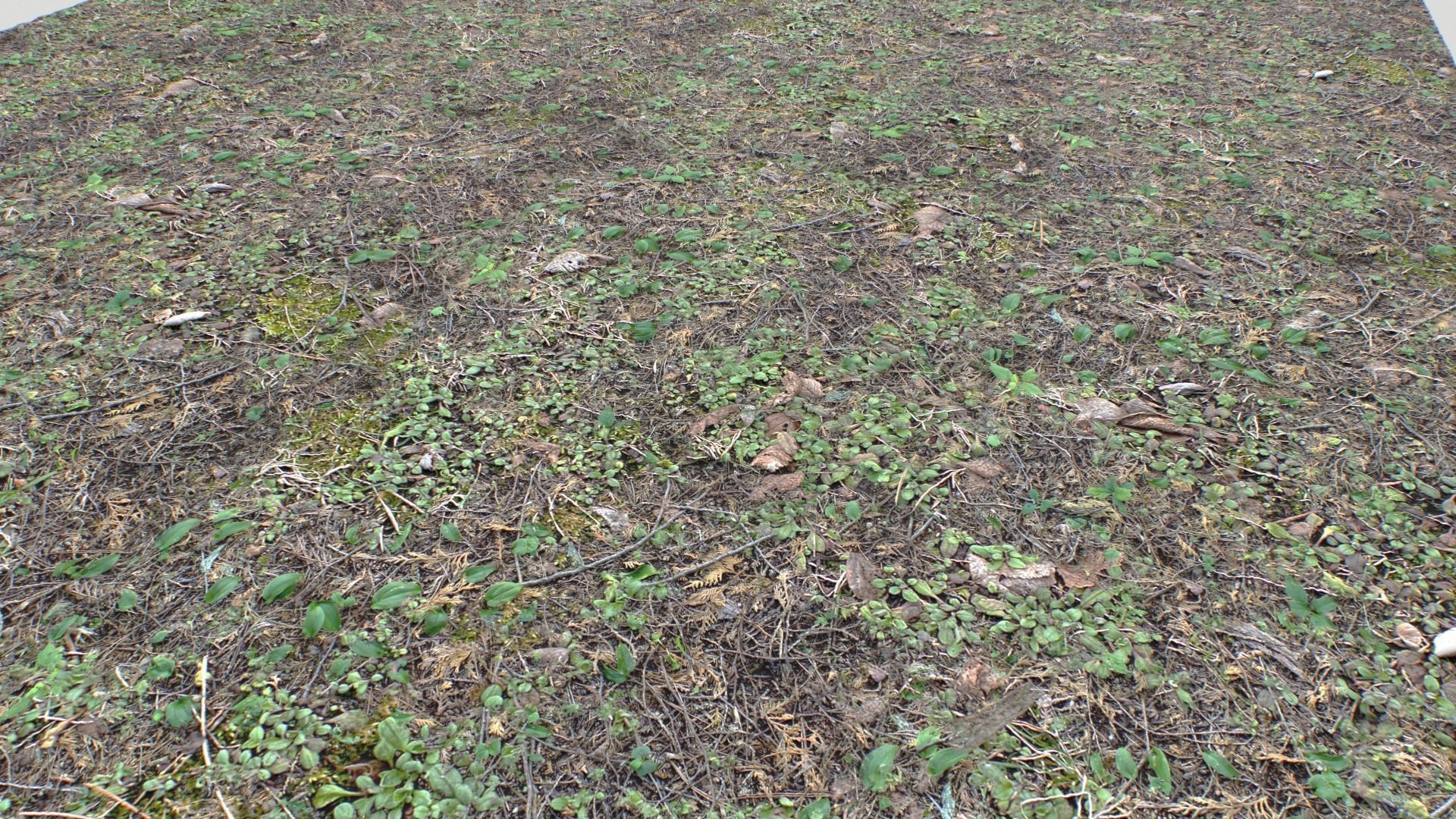 Forest ground PBR Pack 10 Texture_6