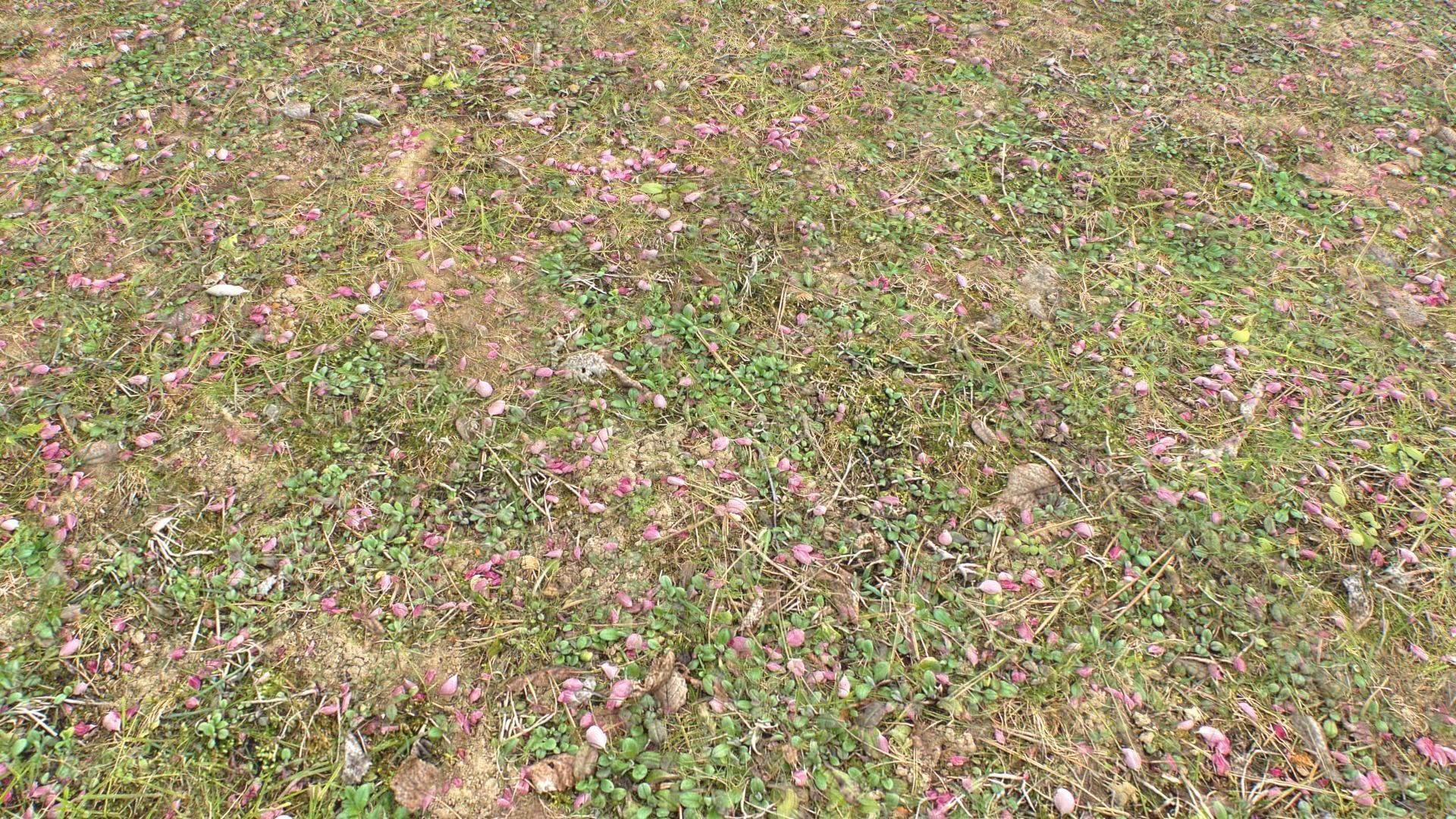 Forest ground PBR Pack 10 Texture_13