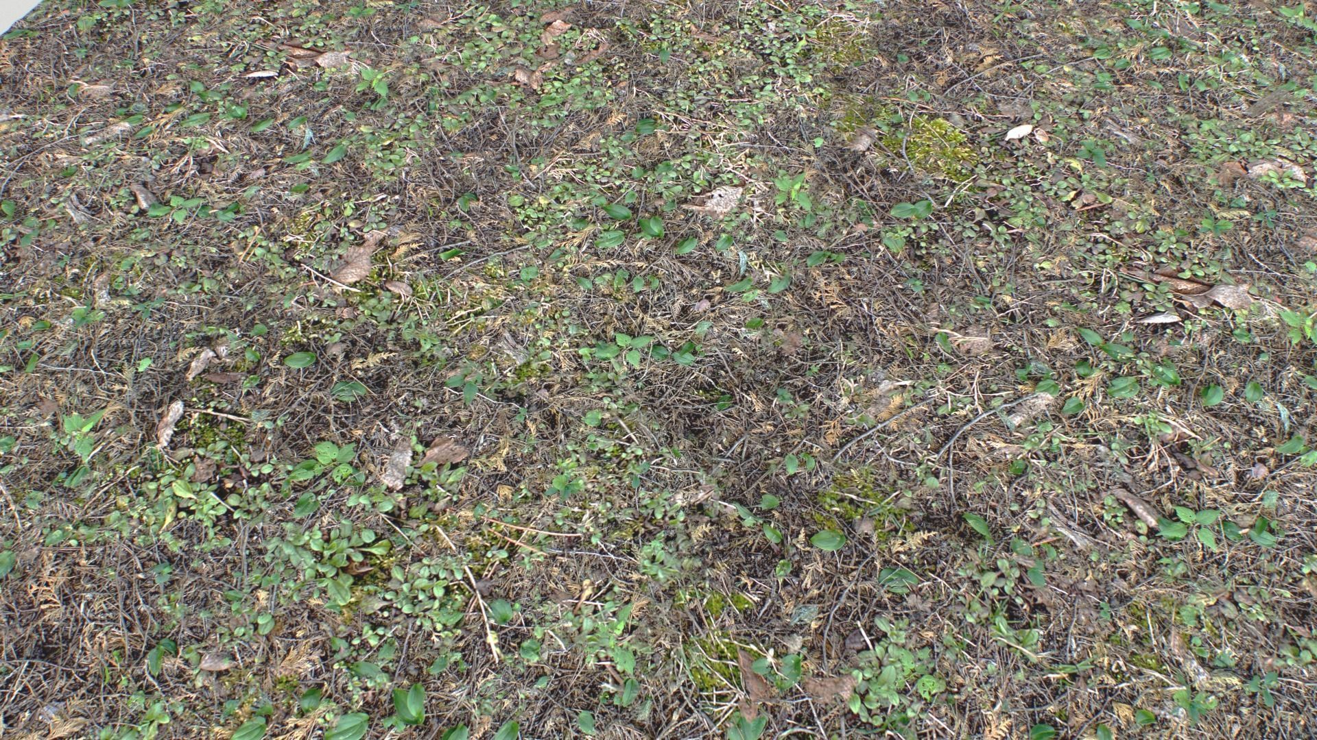 Forest ground PBR Pack 10 Texture_8