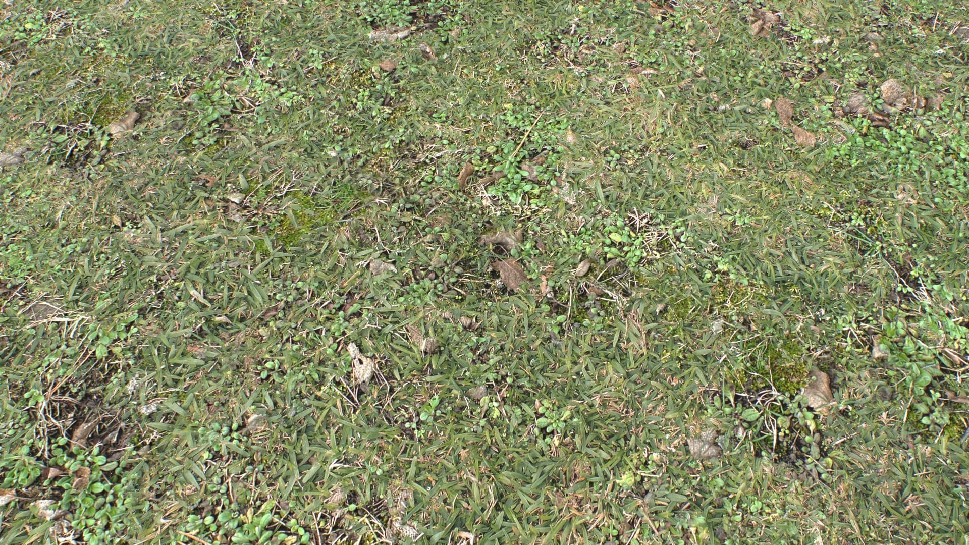 Forest ground PBR Pack 10 Texture_11