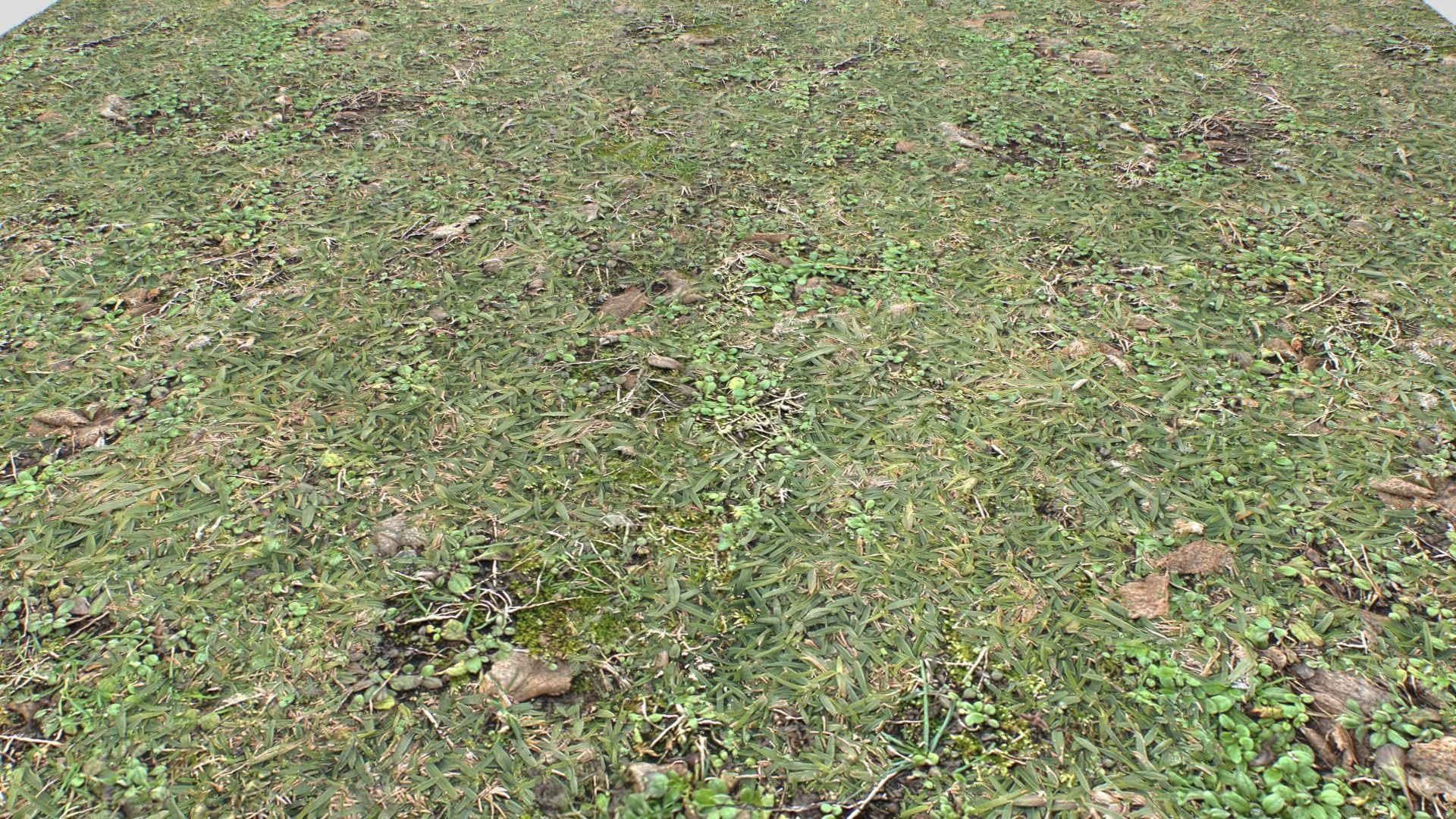 Forest ground PBR Pack 10 Texture_10