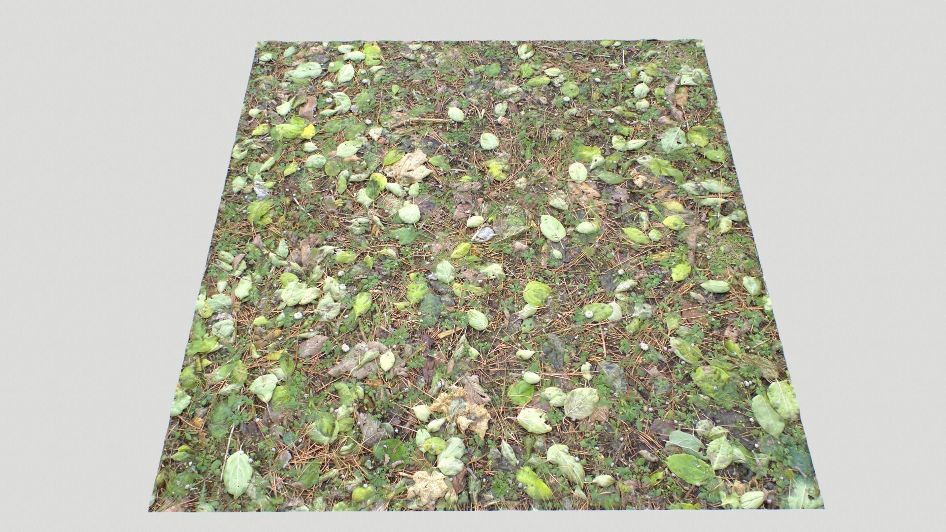 Forest ground PBR Pack 10 Texture_24