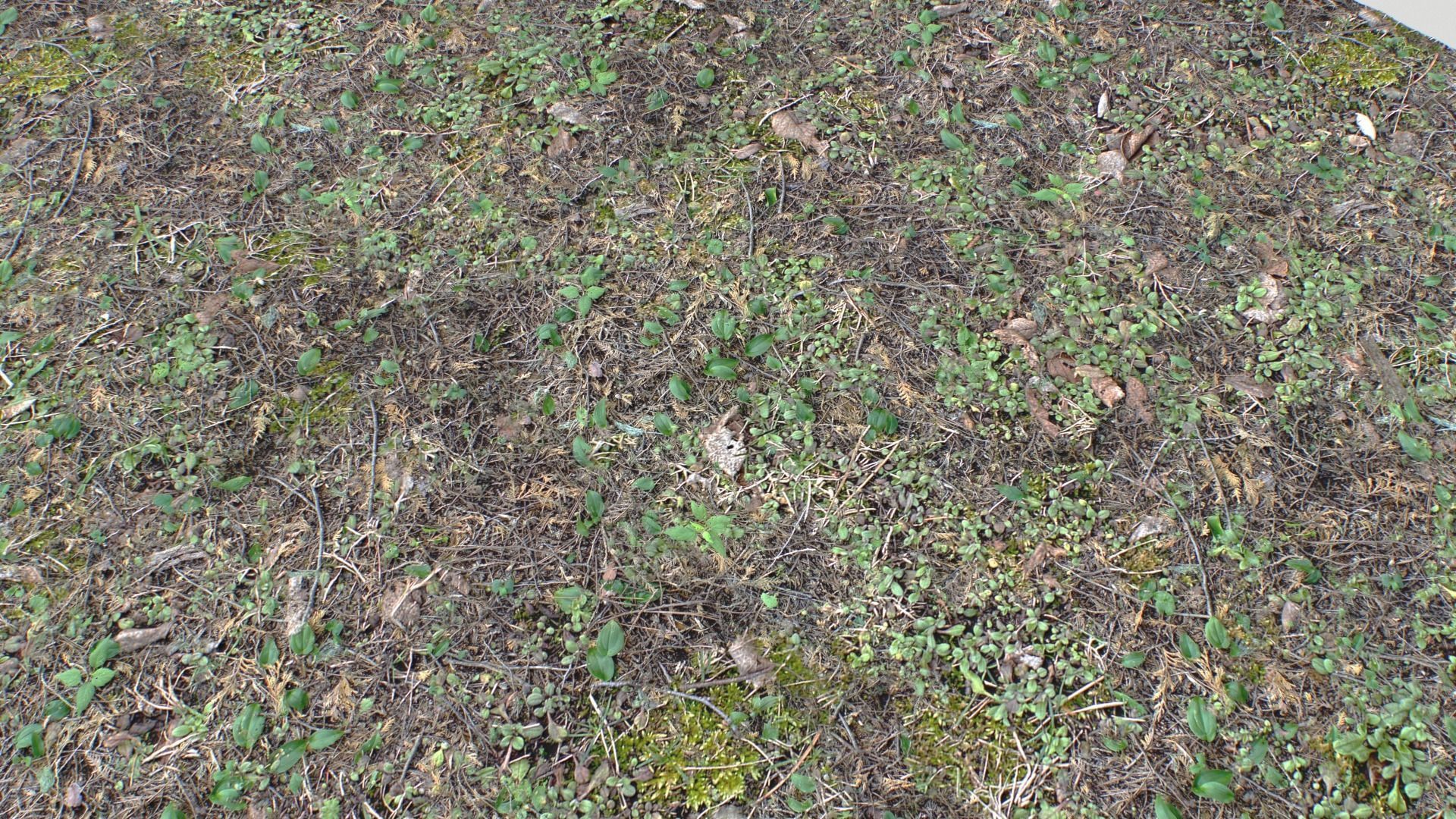 Forest ground PBR Pack 10 Texture_7