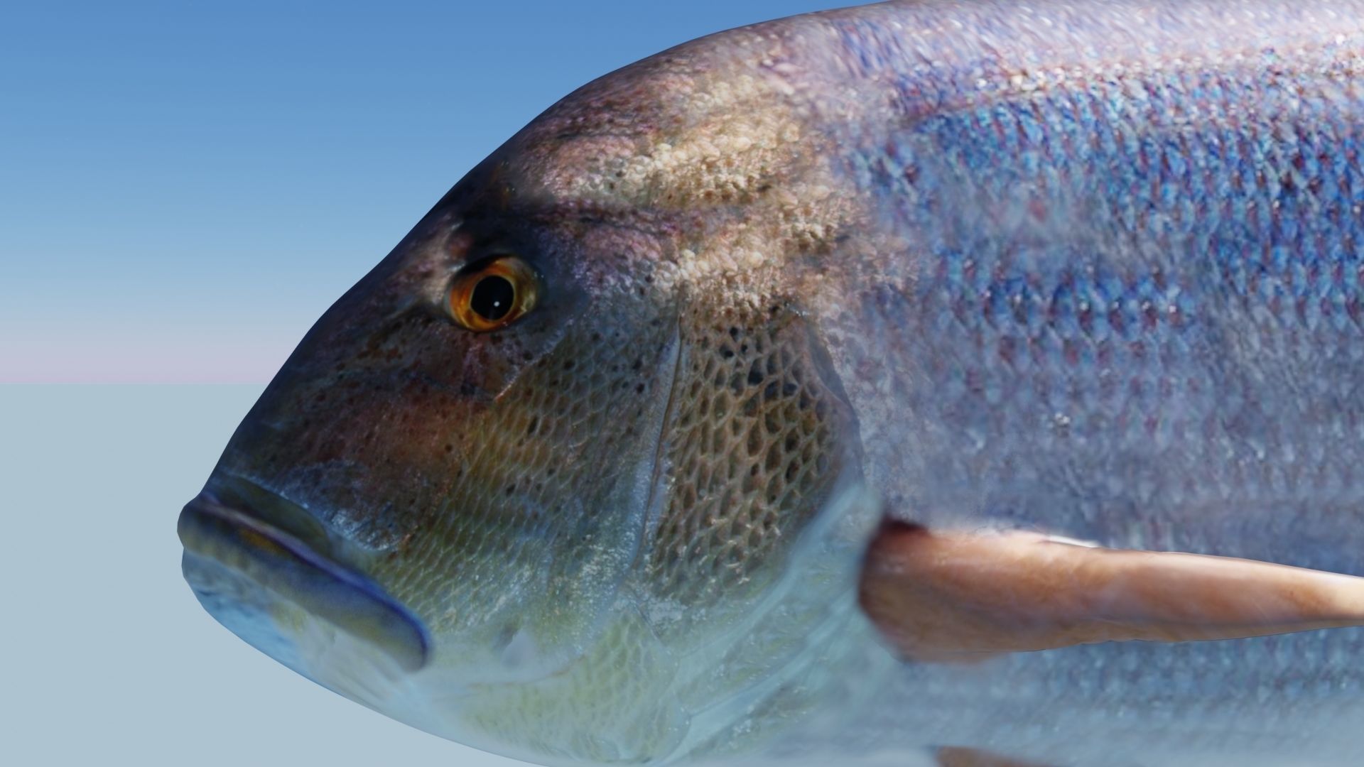 Collection of 3 photorealistic fishes animated _12