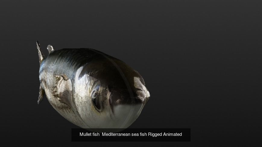 Collection of 3 photorealistic fishes animated _7
