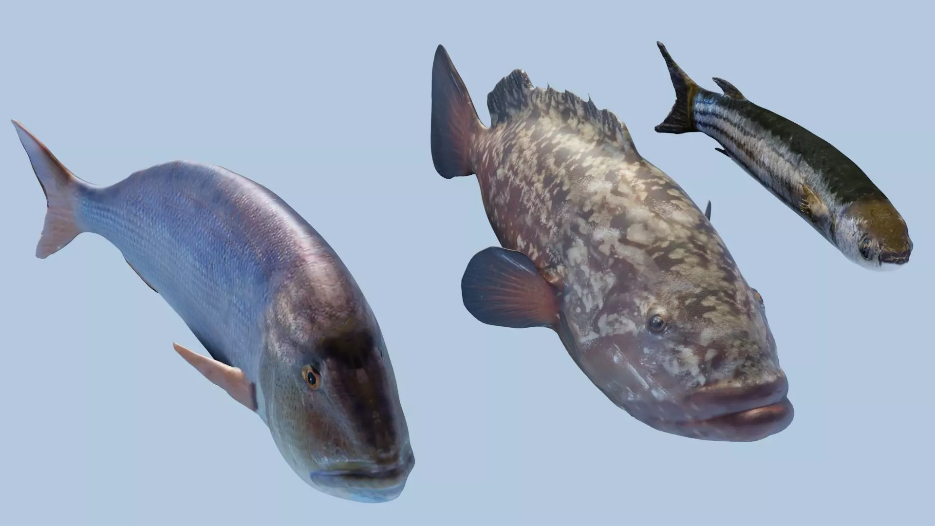 Collection of 3 photorealistic fishes animated _0
