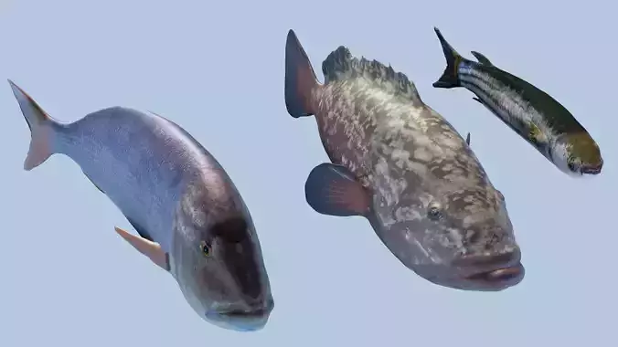 Collection of 3 photorealistic  fishes animated 