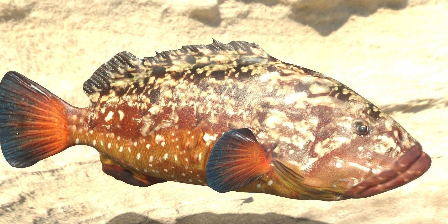 Collection of 3 photorealistic fishes animated _16