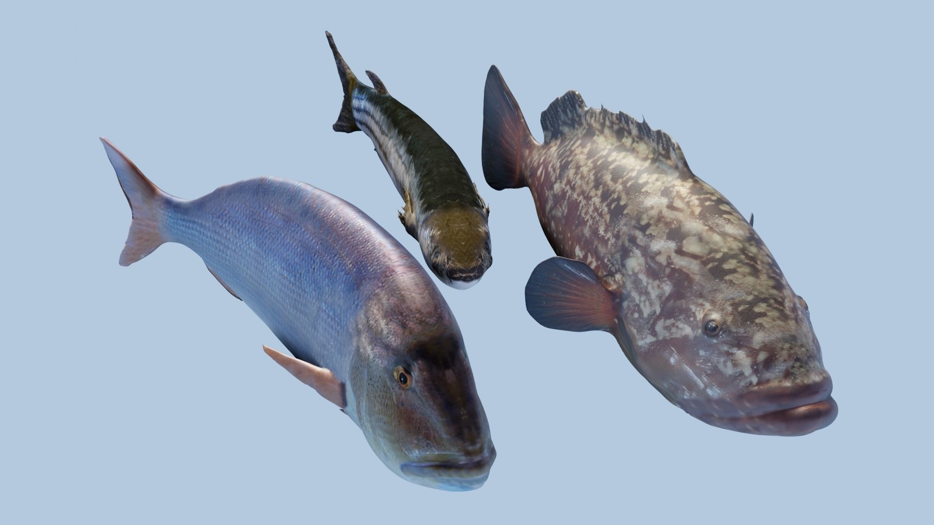 Collection of 3 photorealistic fishes animated _5