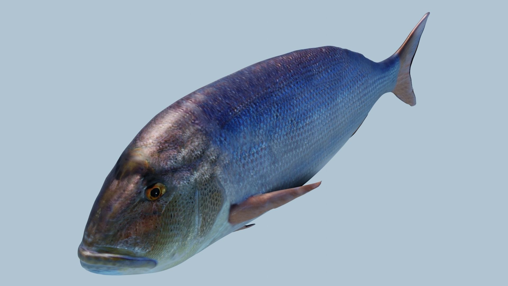 Collection of 3 photorealistic fishes animated _15