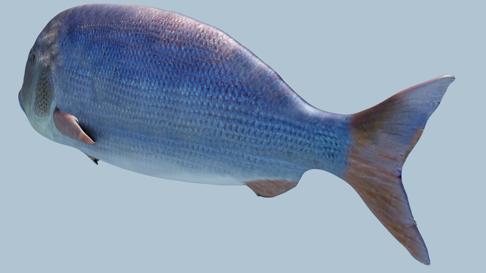 Collection of 3 photorealistic fishes animated _10