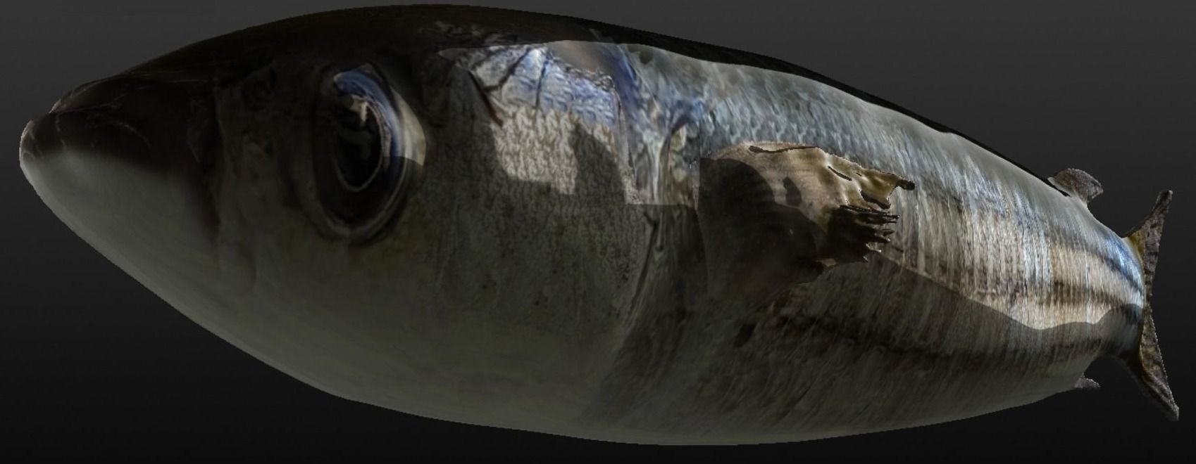 Collection of 3 photorealistic fishes animated _17