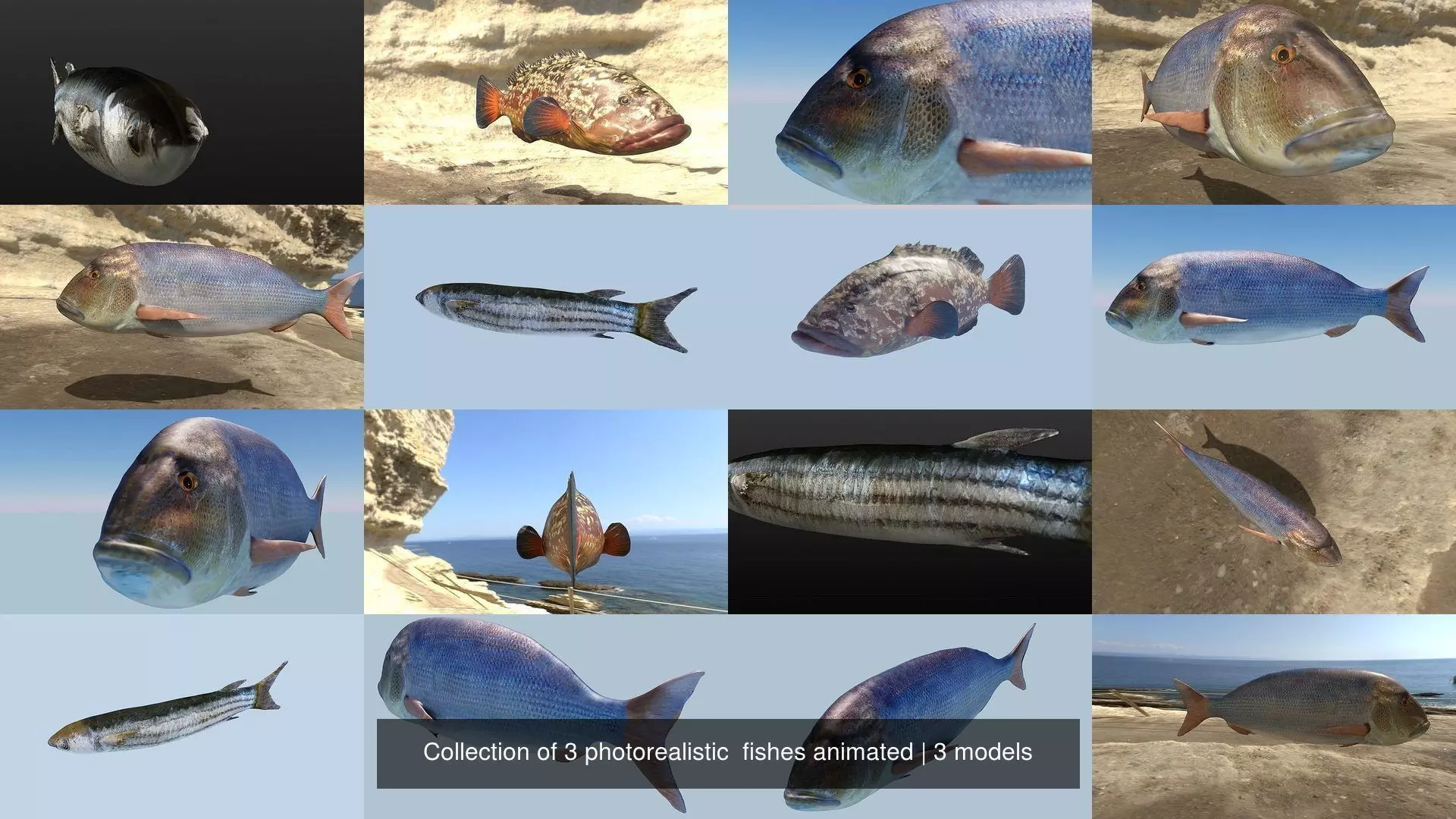 Collection of 3 photorealistic fishes animated _4