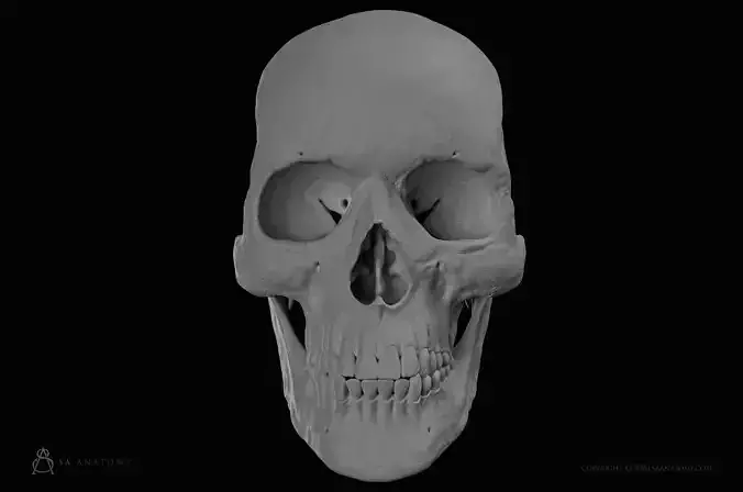HD Female Skull