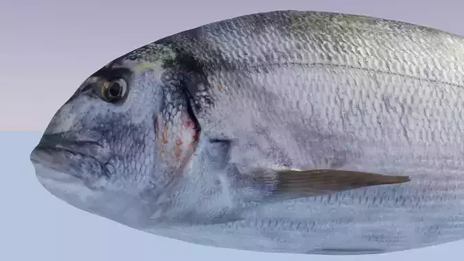 Gilthead Sea Bream Photorealistic fish model rigged animated Low-poly 3D model