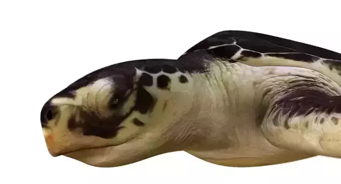 Tortoise 3d model sea turtle 3D model