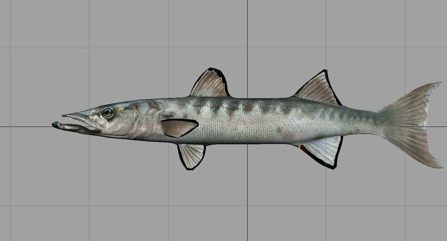 barracuda fish 3d model 3D model_11