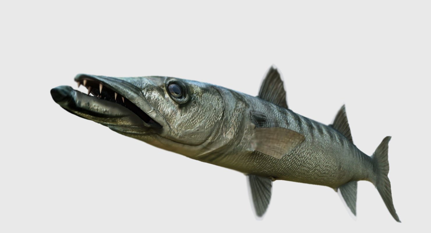 barracuda fish 3d model 3D model_4