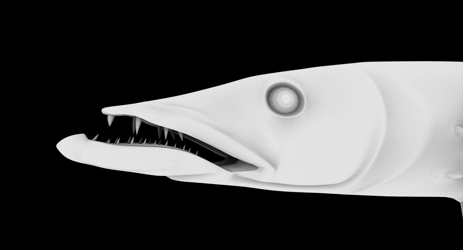 barracuda fish 3d model 3D model_8