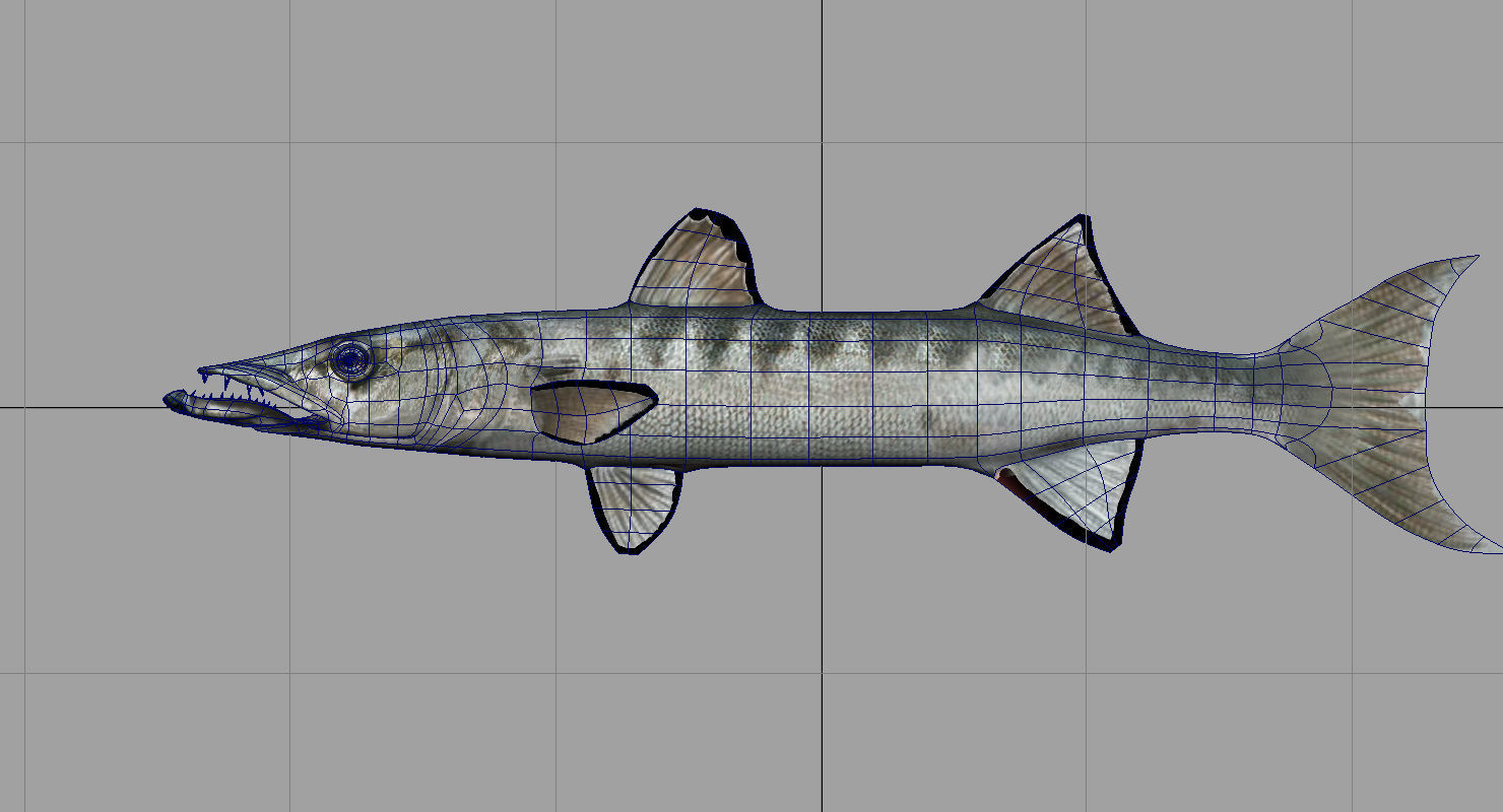 barracuda fish 3d model 3D model_1