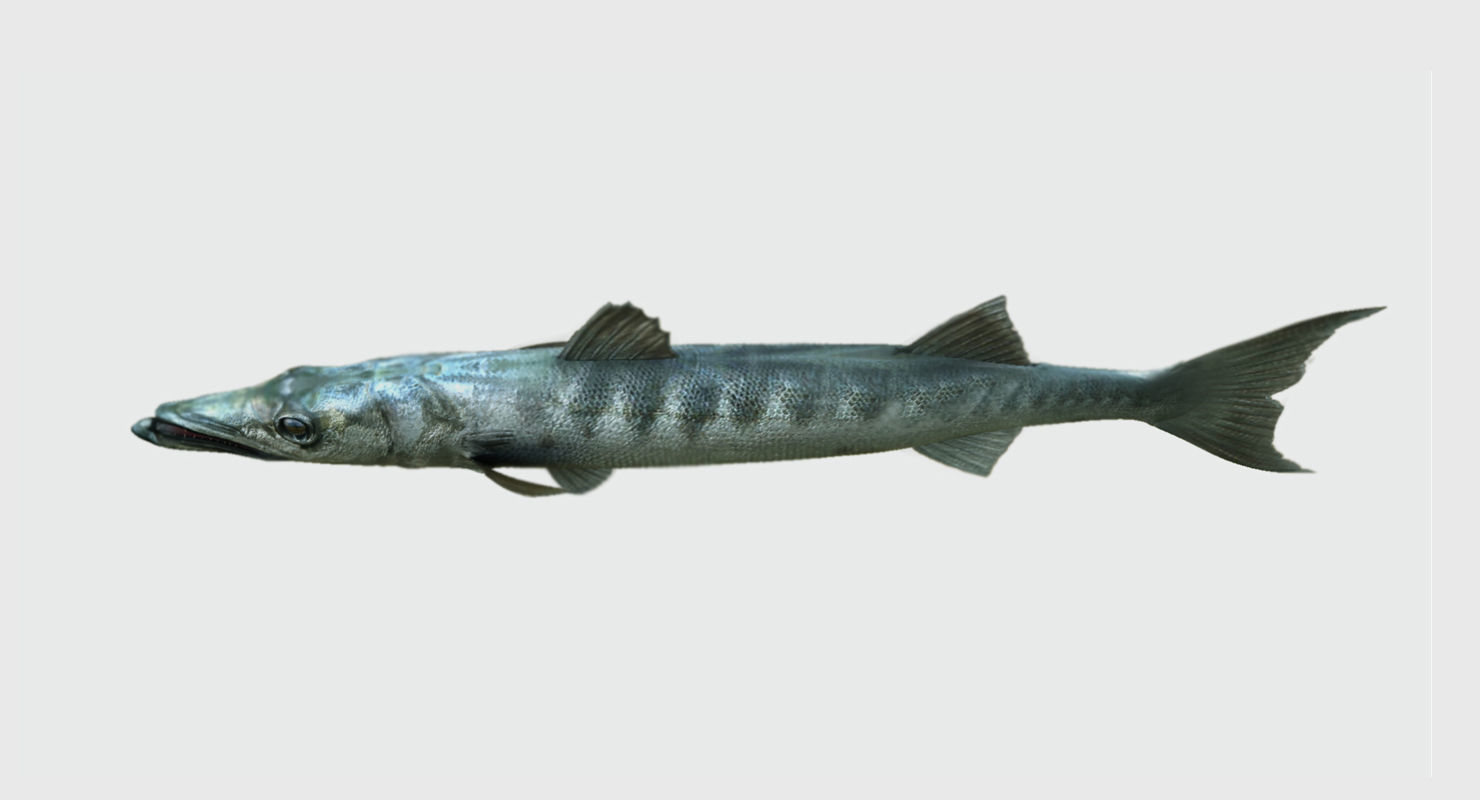 barracuda fish 3d model 3D model_6