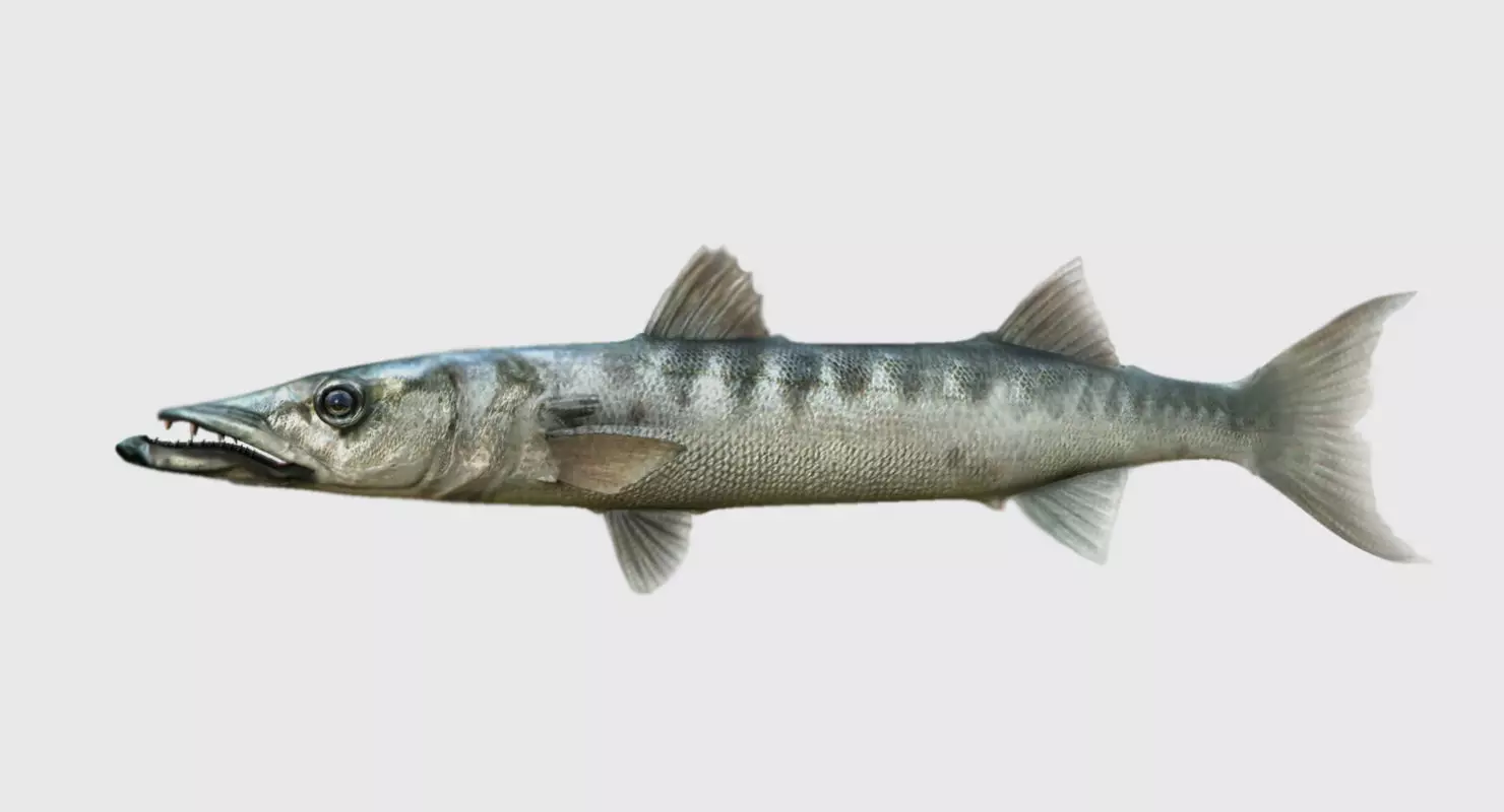 barracuda fish 3d model 3D model_0