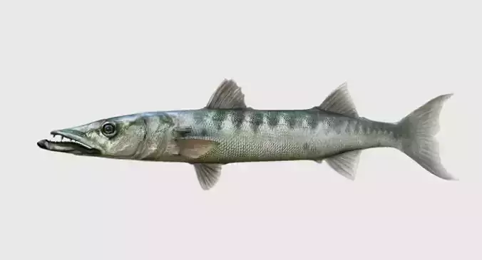barracuda fish 3d model