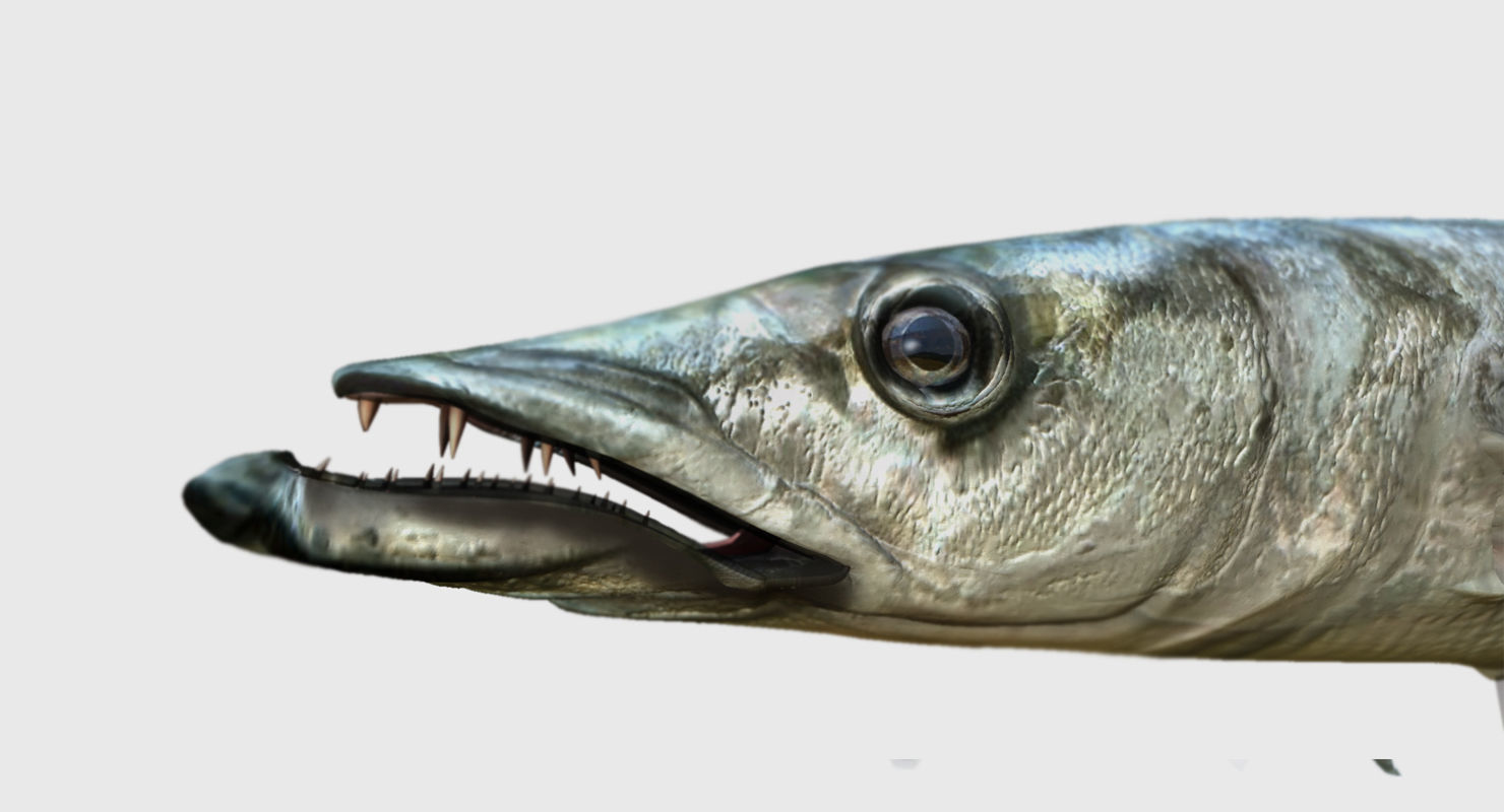 barracuda fish 3d model 3D model_5