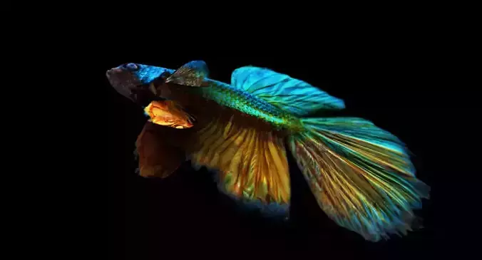 betta splendens 3d model 3D model