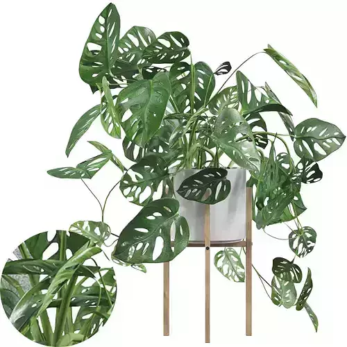 Monstera monkey mask 3D model