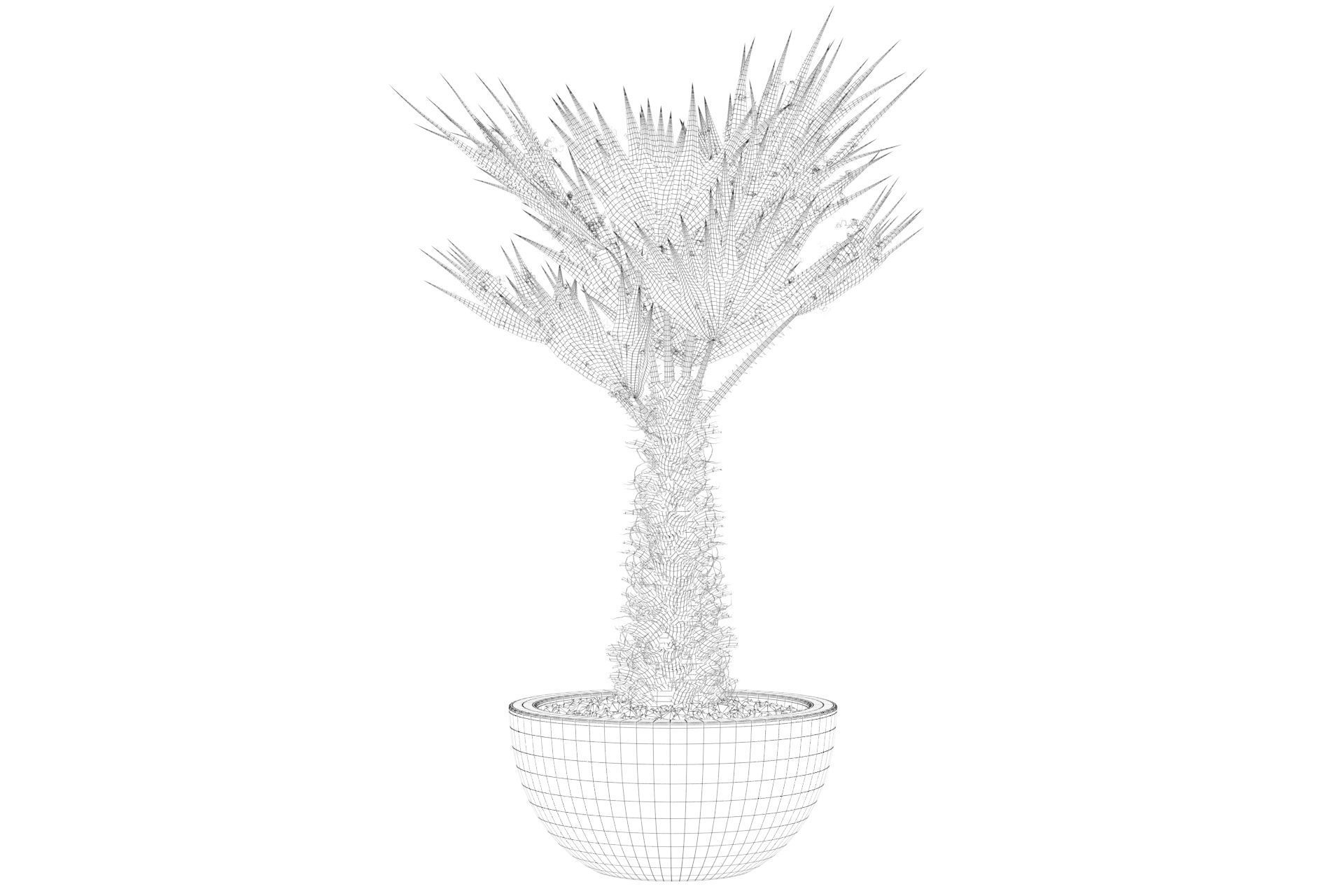 Chamaerops palm 3D model_41
