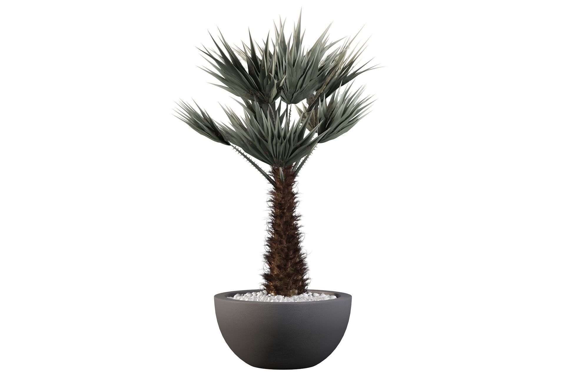Chamaerops palm 3D model_10
