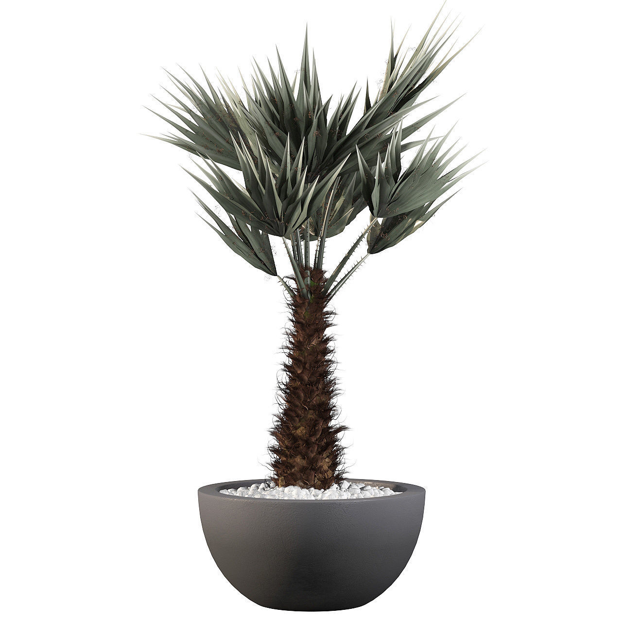 Chamaerops palm 3D model_32
