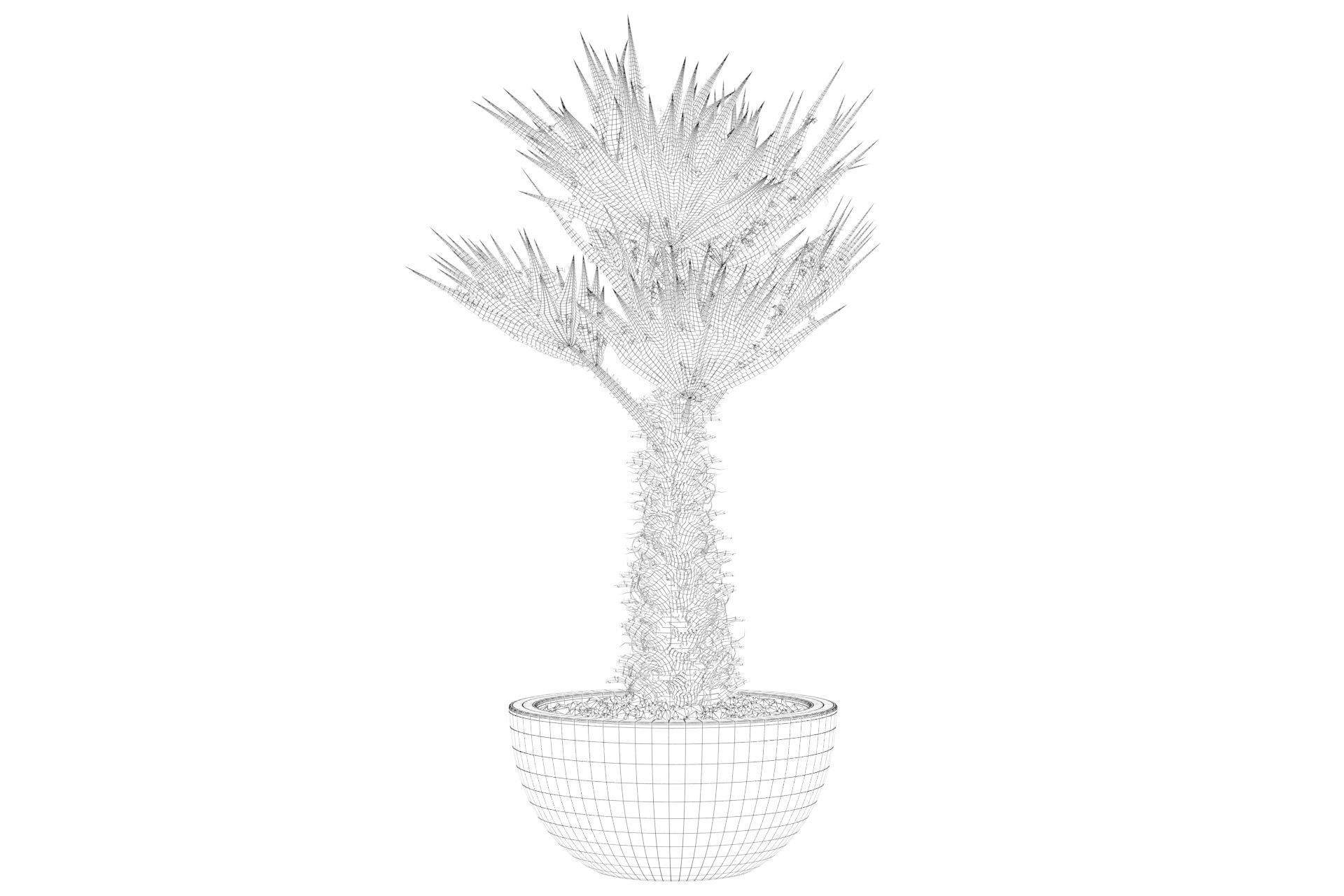 Chamaerops palm 3D model_12
