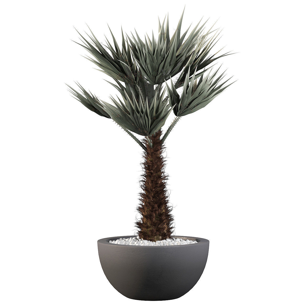 Chamaerops palm 3D model_4