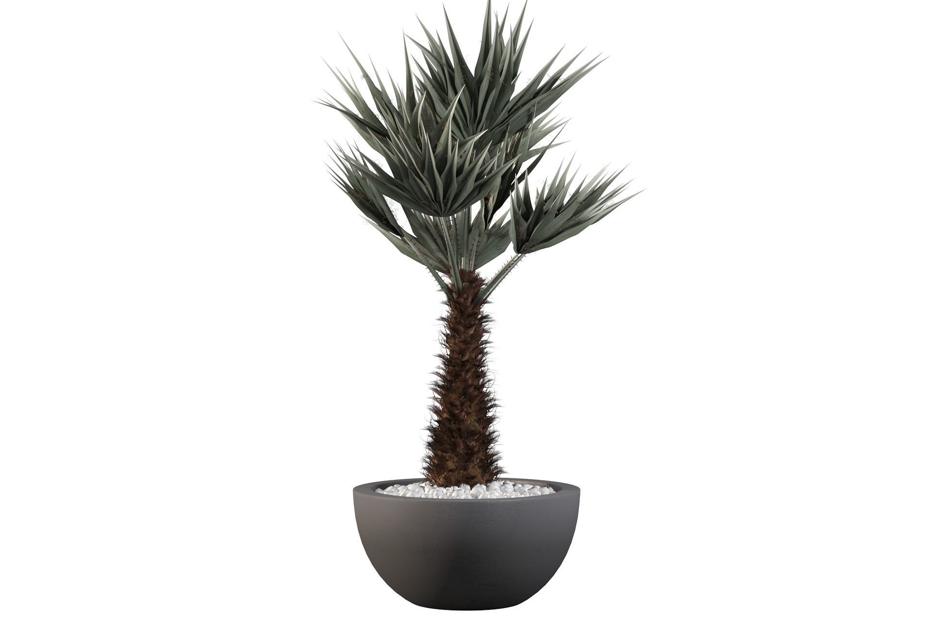 Chamaerops palm 3D model_26