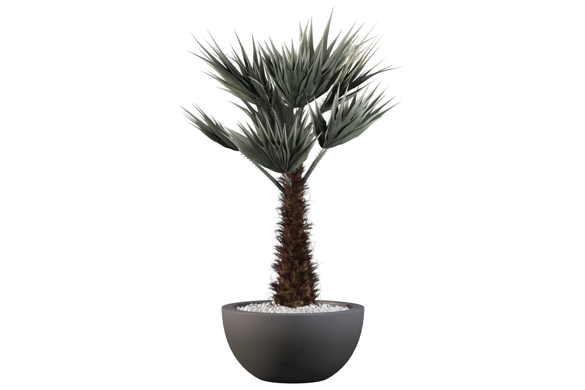 Chamaerops palm 3D model_15