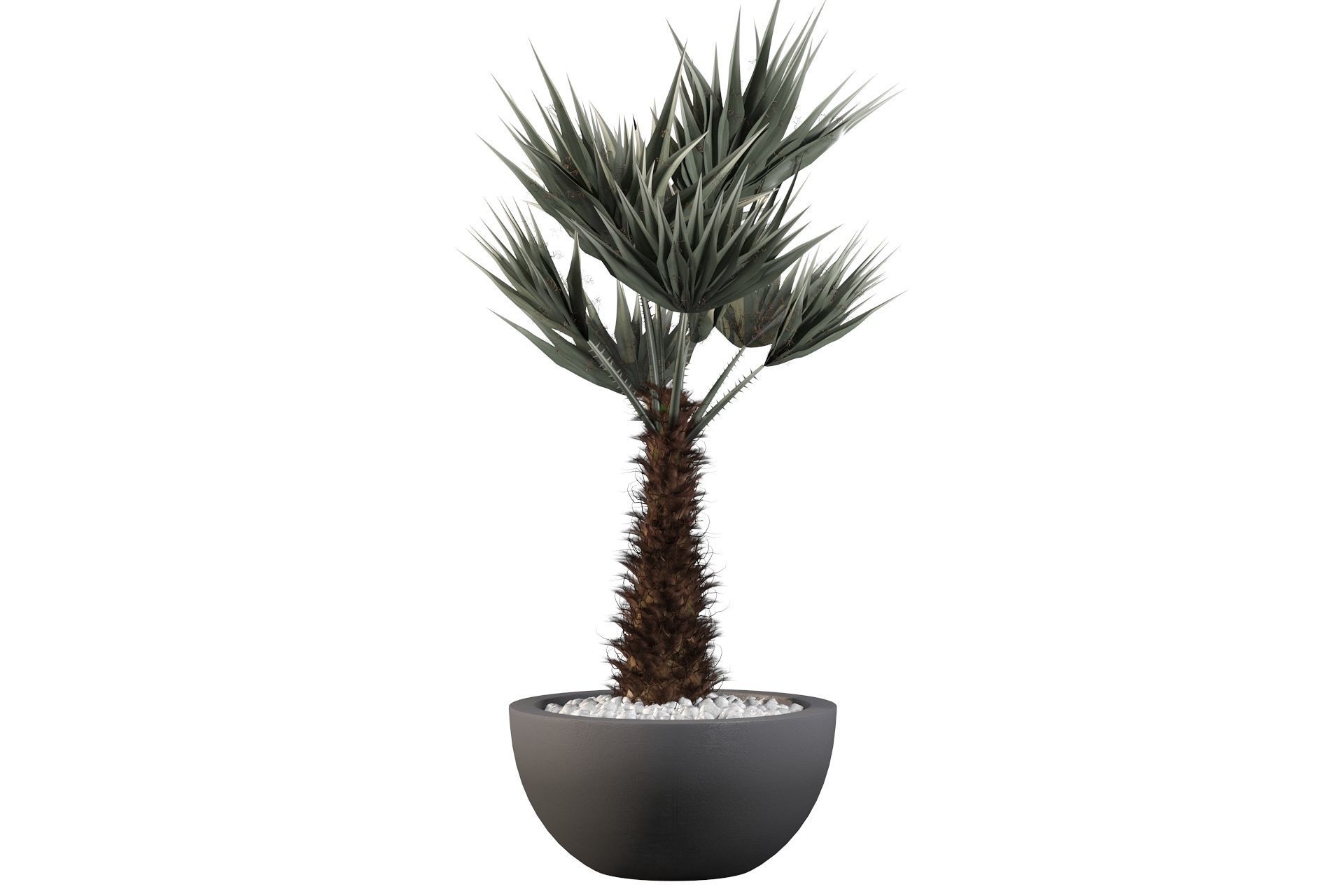 Chamaerops palm 3D model_25