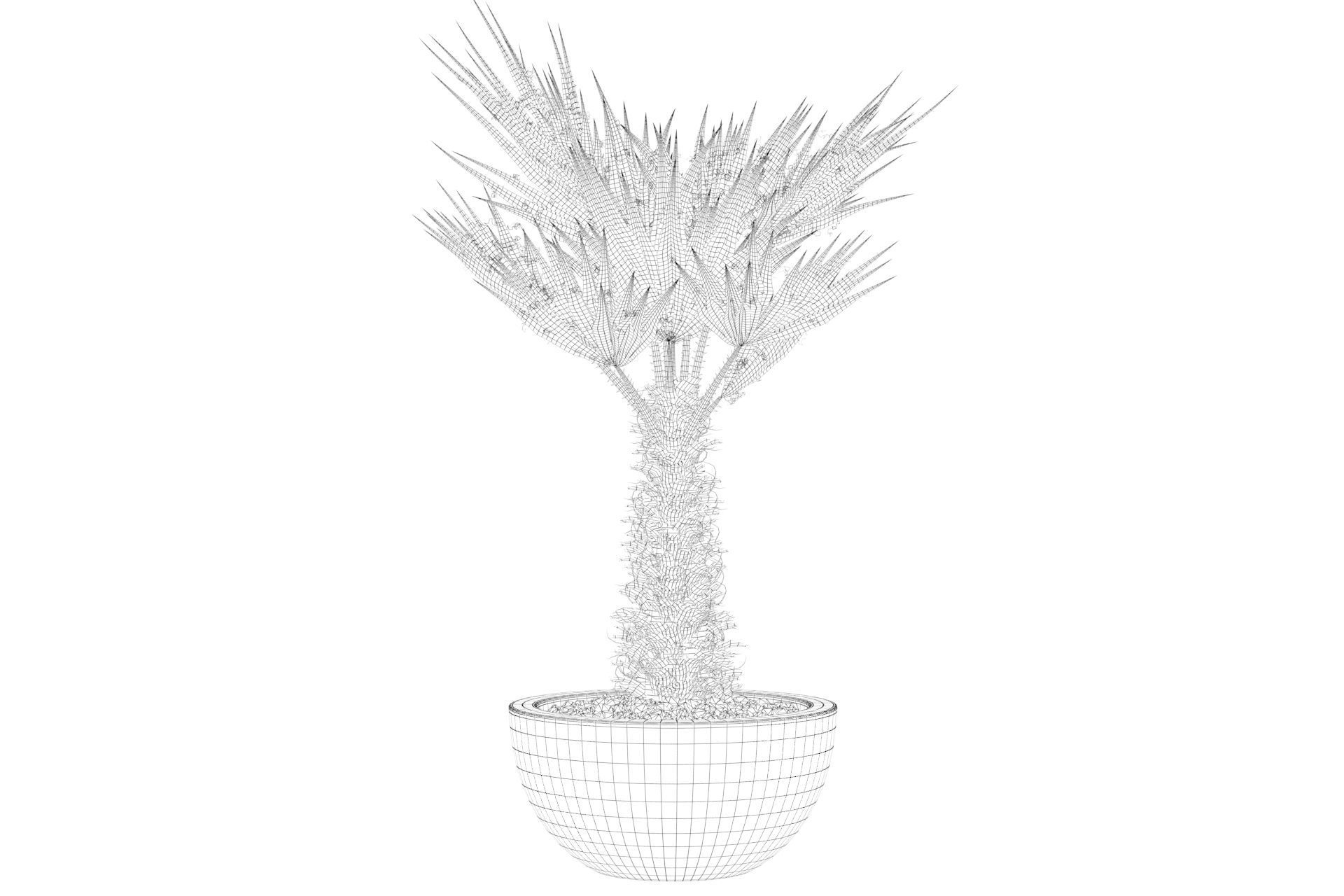Chamaerops palm 3D model_43