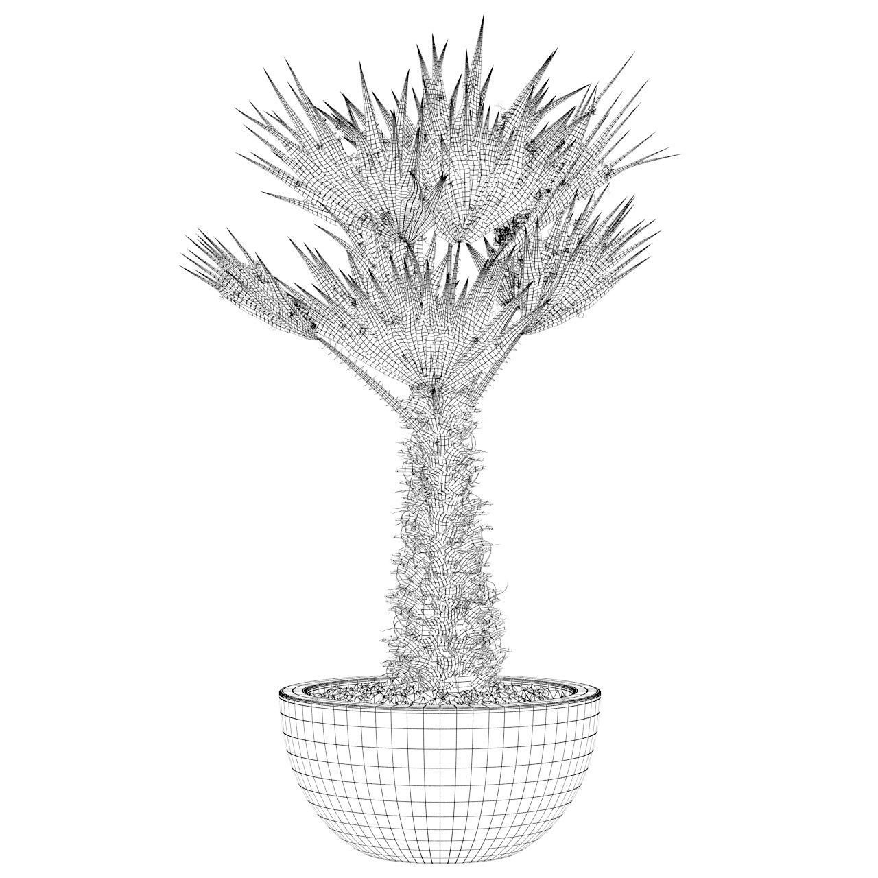 Chamaerops palm 3D model_18