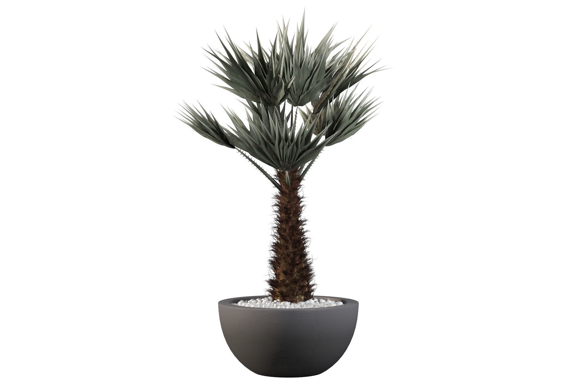 Chamaerops palm 3D model_11