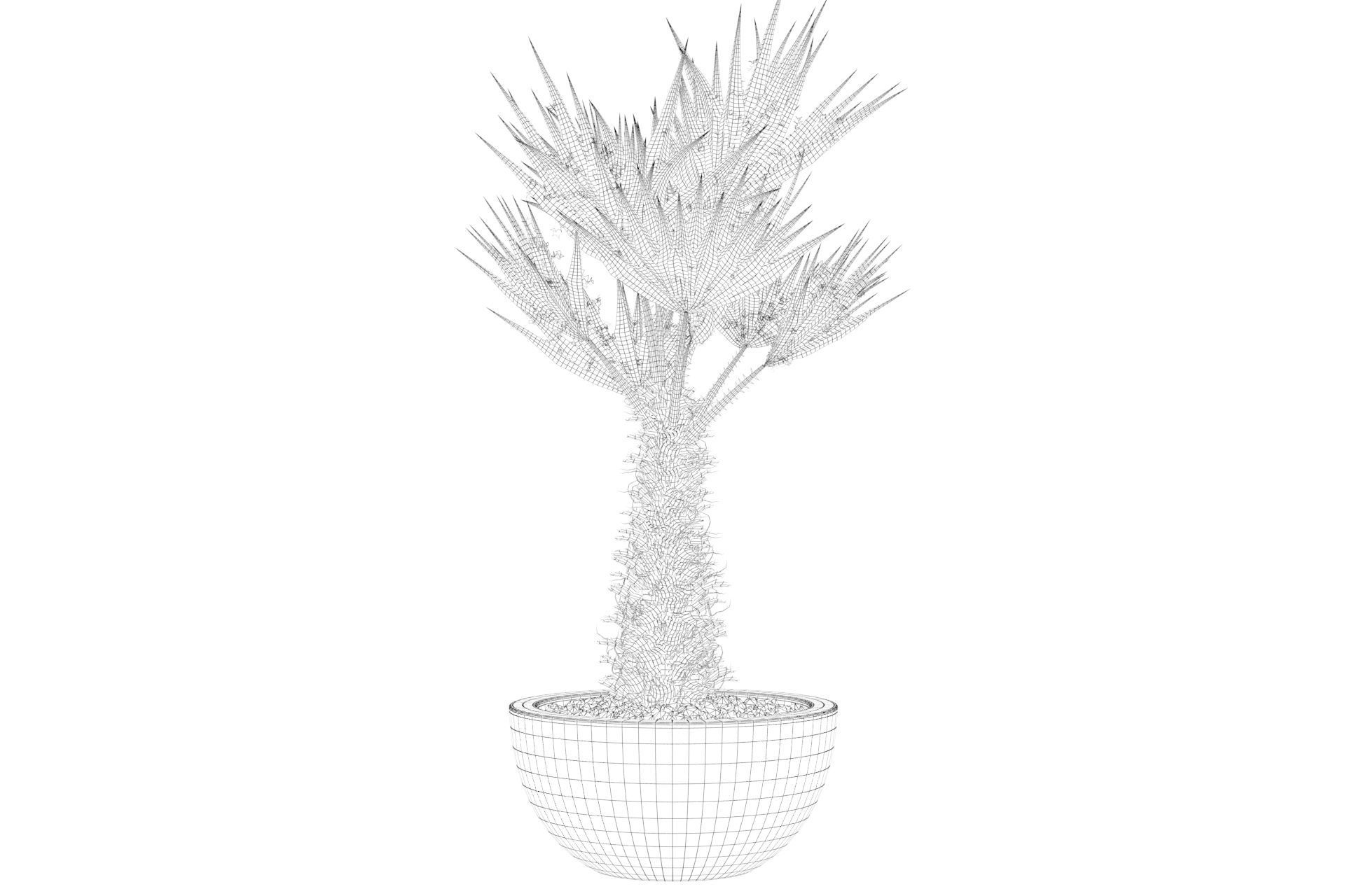 Chamaerops palm 3D model_23