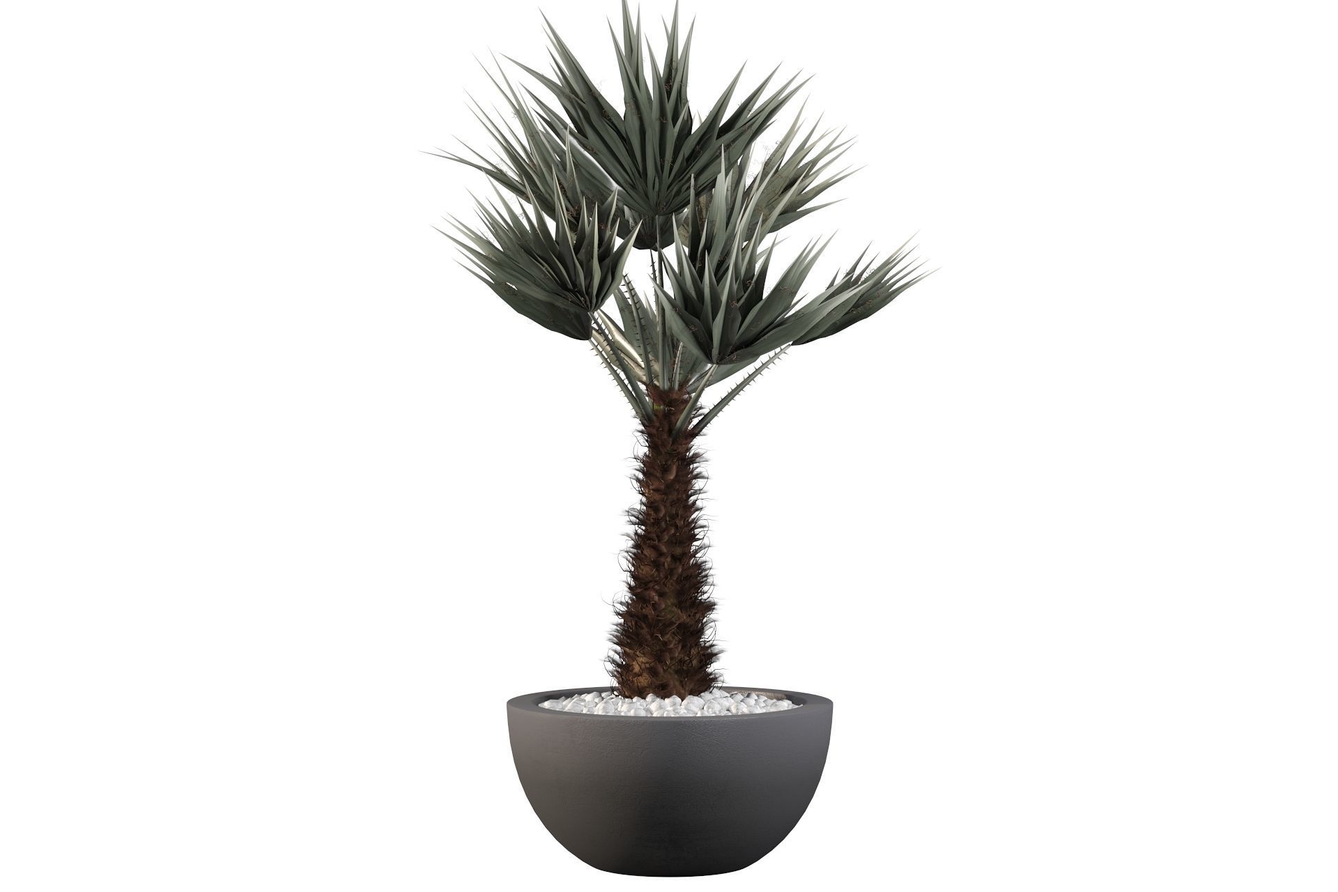 Chamaerops palm 3D model_31