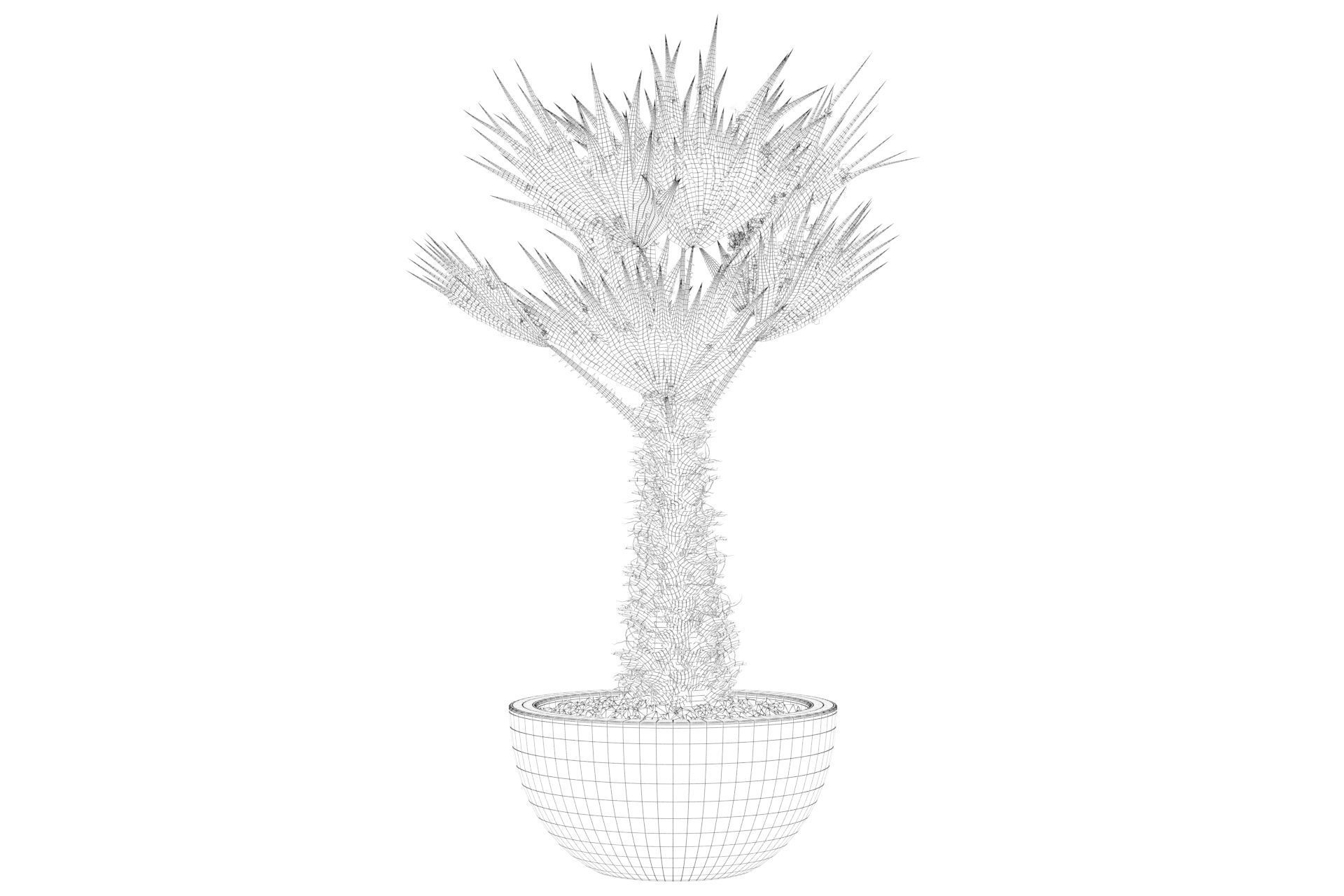 Chamaerops palm 3D model_22