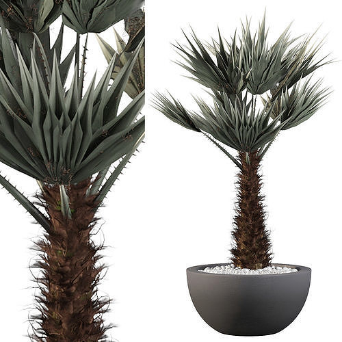 Chamaerops palm 3D model